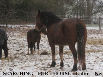 SEARCHING FOR HORSE Gator, Near carrollton, GA, 30116